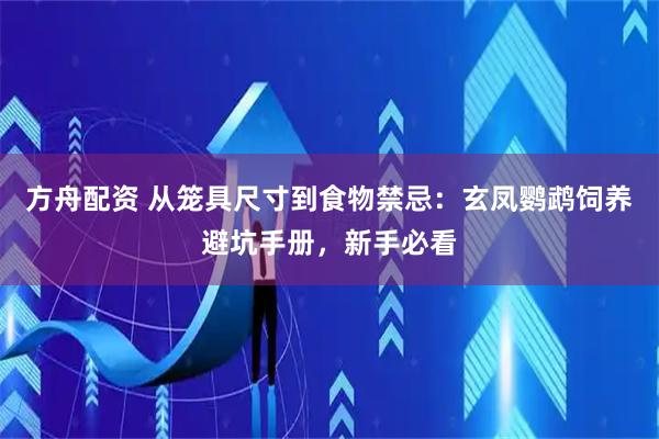 方舟配资 从笼具尺寸到食物禁忌：玄凤鹦鹉饲养避坑手册，新手必看